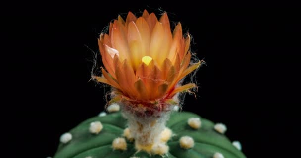Orange White Colorful Flower Timelapse Blooming Cactus Opening Fast Motion — Stock Video