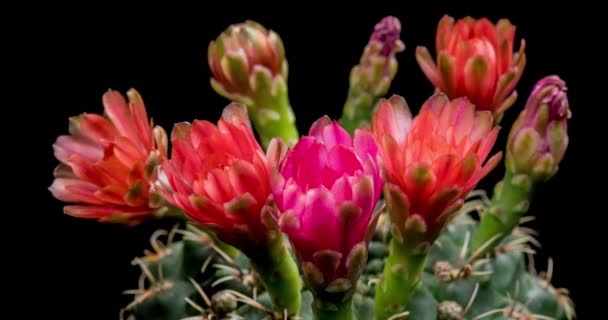 Fleur rouge colorée Timelapse of Blooming Cactus Opening / 4k fast motion time lapse of a blooming cactus flower / Vidéo montrant la floraison des fleurs de cactus, Filmé à l'aide de techniques de laboratoire temporel 