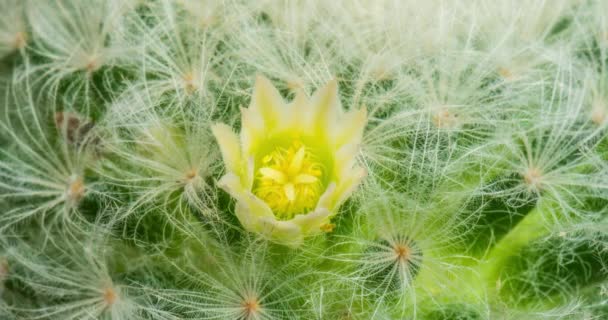 Mini Branco Flor Colorida Timelapse Blooming Cactus Opening Fast Motion — Vídeo de Stock