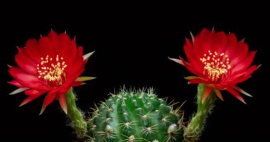 Açan Kaktüs 'ün Kırmızı Renkli Çiçek Zaman Açılması / 4k hızlı hareket zamanı hızla geçen kaktüs çiçeği / Kaktüs çiçeklerinin filizlenmesini gösteren video zaman laboratuvar teknikleri kullanılarak filme alınmıştır.