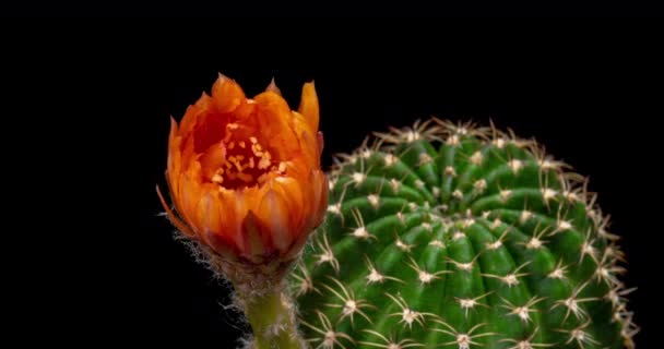 Naranja Colorido Flor Timelapse Cactus Floreciente Apertura Rápido Movimiento Lapso — Vídeos de Stock