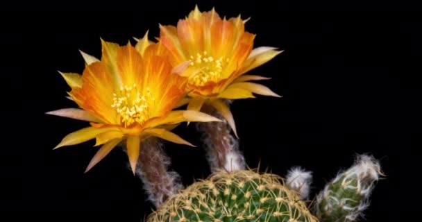 Oranžová Žlutá Barevný Květ Timelapse Kvetoucího Kaktusu Otevírání Rychlý Pohyb — Stock video