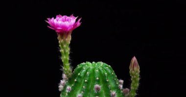 Blooming Cactus 'un Pembe Renkli Çiçek Zaman Açılma Kaktüsü Açma / 4k hızlı hareket zamanı hızla geçen kaktüs çiçeği / Kaktüs çiçeklerinin açtığını gösteren video zaman laboratuvar teknikleri kullanılarak filme alınmıştır.