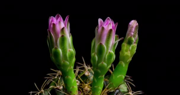 Pink Bunte Blume Zeitraffer Von Blooming Cactus Opening Zeitraffer Einer — Stockvideo