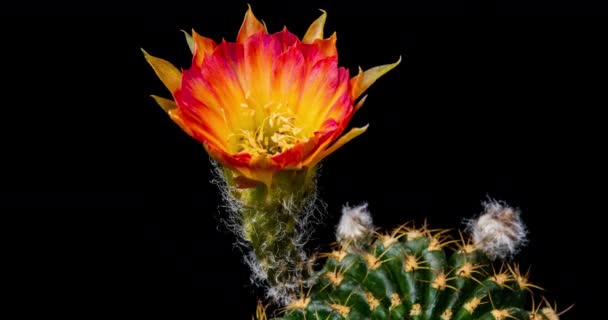 Pink Yellow Bunte Blume Zeitraffer Von Blooming Cactus Opening Zeitraffer — Stockvideo