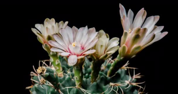 Fehér Színes Virág Timelapse Blooming Kaktusz Nyitó Gyors Mozgás Ideje — Stock videók