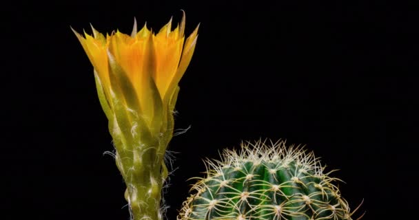 Açan Kaktüs Sarı Renkli Çiçek Zaman Açılması Hızlı Hareket Zamanı — Stok video