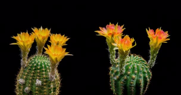 Flor Colorida Amarela Timelapse Blooming Cactus Opening Fast Motion Time — Vídeo de Stock