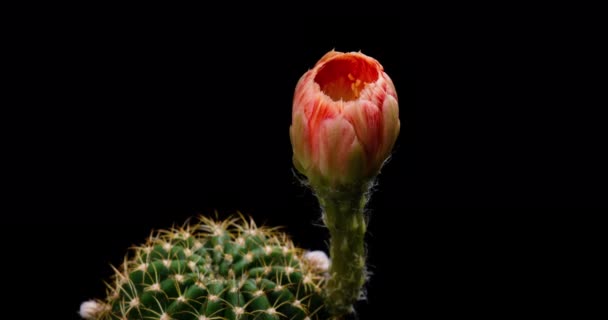 Orange Colorful Flower Timelapse Blooming Cactus Opening Fast Motion Time — Stock Video