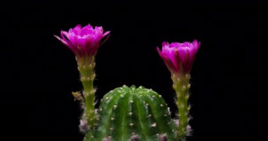 Blooming Cactus 'un Pembe Renkli Çiçek Zaman Açılma Kaktüsü Açma / 4k hızlı hareket zamanı hızla geçen kaktüs çiçeği / Kaktüs çiçeklerinin açtığını gösteren video zaman laboratuvar teknikleri kullanılarak filme alınmıştır.