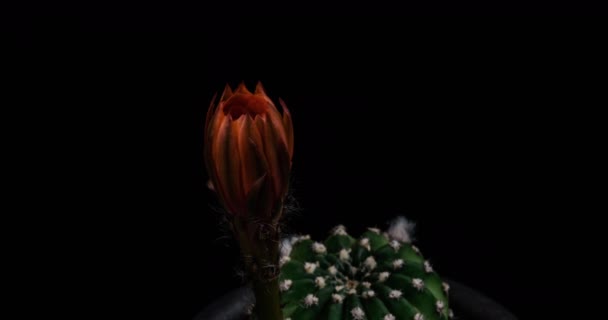 オレンジ色の花サボテン開花のタイムラプス開花サボテンの開花 4Kの高速運動時間経過 サボテンの花の開花を示すビデオ タイムラボ技術を使用して撮影 — ストック動画