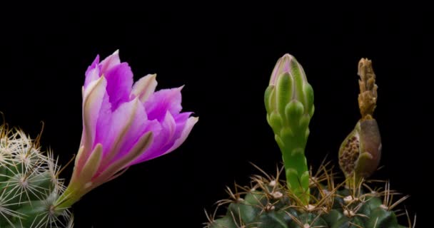 Pink Colorful Flower Timelapse Blooming Cactus Opening Fast Motion Time — Stock Video