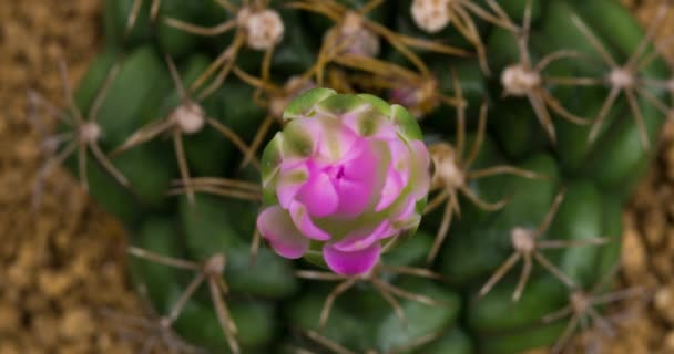 Flor Colorida Rosa Timelapse Blooming Cactus Abertura Fast Motion Time — Vídeo de Stock