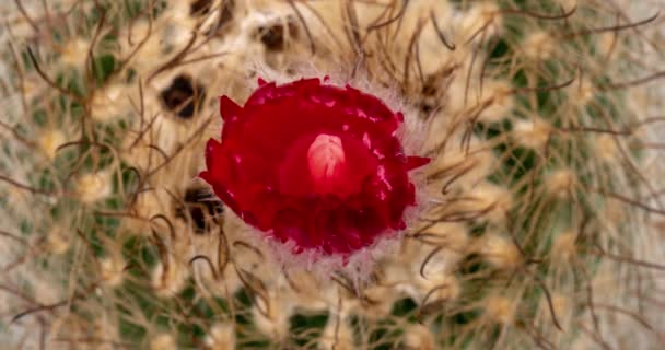 Flor Colorida Vermelha Timelapse Blooming Cactus Opening Fast Motion Time — Vídeo de Stock