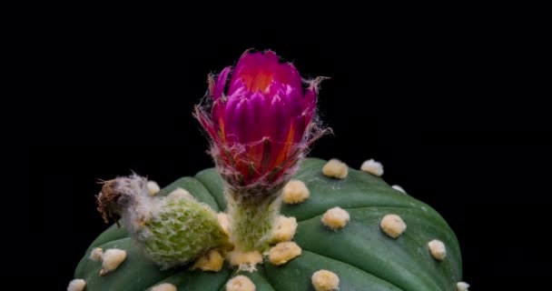 Růžová Bílá Barevný Květ Timelapse Kvetoucího Kaktusu Otevření Rychlý Pohyb — Stock video