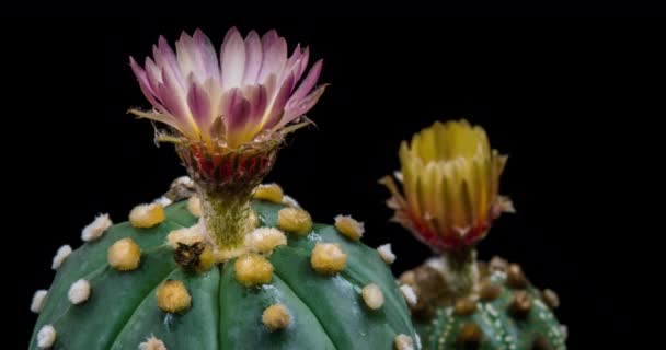 Růžovo Žlutá Barevný Květ Timelapse Kvetoucího Kaktusu Otevírání Rychlý Pohyb — Stock video