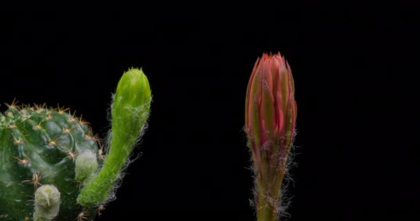 Orange Colorful Flower Timelapse Blooming Cactus Opening Fast Motion Time — стоковое видео