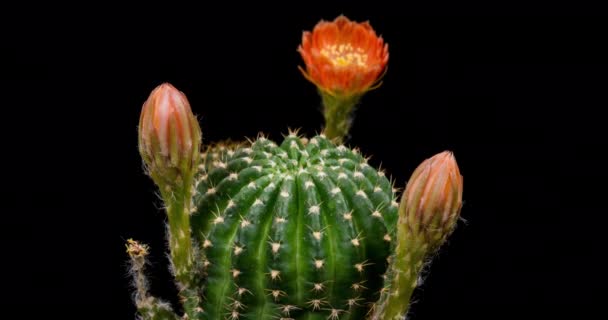 Oranje Kleurrijke Bloem Timelapse Van Bloeiende Cactus Opening Fast Motion — Stockvideo