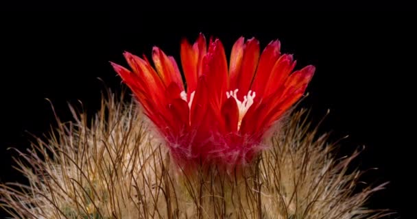 Flor Colorida Vermelha Timelapse Blooming Cactus Opening Fast Motion Time — Vídeo de Stock