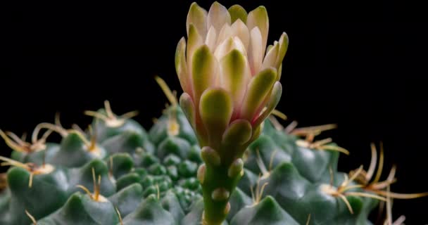 Flor Colorida Branca Timelapse Blooming Cactus Opening Fast Motion Time — Vídeo de Stock