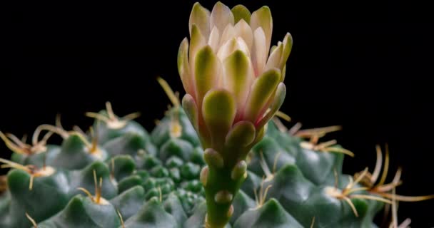 White Colorful Flower Timelapse Blooming Cactus Opening Fast Motion Time — стоковое видео