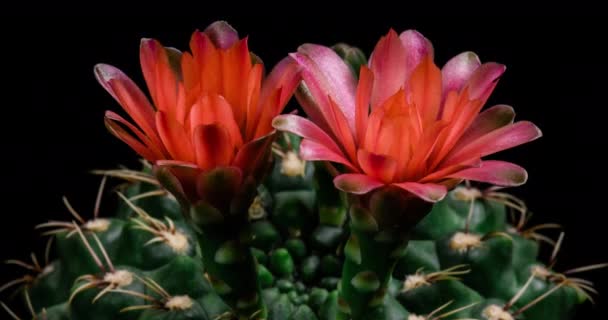 Red Colorful Flower Timelapse Blooming Cactus Opening Zeitraffer Einer Blühenden — Stockvideo