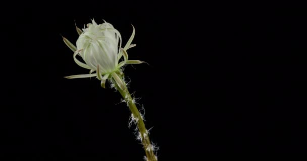 White Colorful Flower Timelapse Blooming Cactus Opening Fast Motion Time — стоковое видео