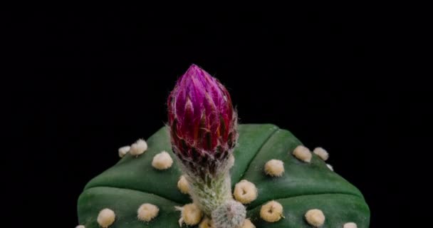 Flor Colorida Rosa Branca Timelapse Blooming Cactus Opening Fast Motion — Vídeo de Stock