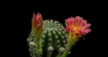 Açan Kaktüs 'ün Kırmızı Renkli Çiçek Zaman Açılması / 4k hızlı hareket zamanı hızla geçen kaktüs çiçeği / Kaktüs çiçeklerinin filizlenmesini gösteren video zaman laboratuvar teknikleri kullanılarak filme alınmıştır.