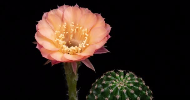 Old Rose Pink Colorful Flower Timelapse Blooming Cactus Opening Fast — Video Stock