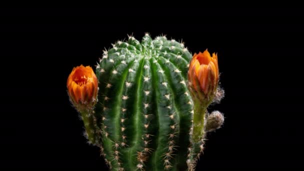 Orange Colorful Flower Timelapse Blooming Cactus Opening Fast Motion Time — 비디오