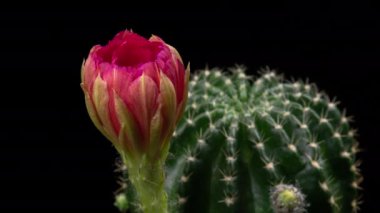 Blooming Cactus 'un Pembe Renkli Çiçek Zaman Açılma Kaktüsü Açma / 4k hızlı hareket zamanı hızla geçen kaktüs çiçeği / Kaktüs çiçeklerinin açtığını gösteren video zaman laboratuvar teknikleri kullanılarak filme alınmıştır.