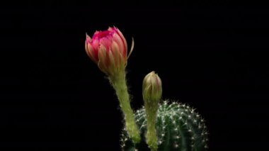 Blooming Cactus 'un Pembe Renkli Çiçek Zaman Açılma Kaktüsü Açma / 4k hızlı hareket zamanı hızla geçen kaktüs çiçeği / Kaktüs çiçeklerinin açtığını gösteren video zaman laboratuvar teknikleri kullanılarak filme alınmıştır.