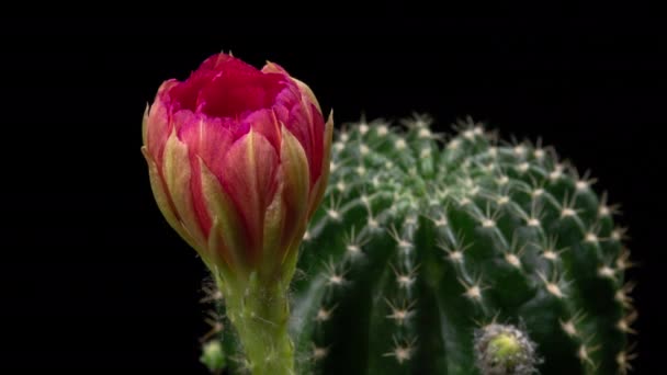 Timelapse Flores Color Rosa Cactus Flor Apertura Lapso Tiempo Movimiento — Vídeo de stock