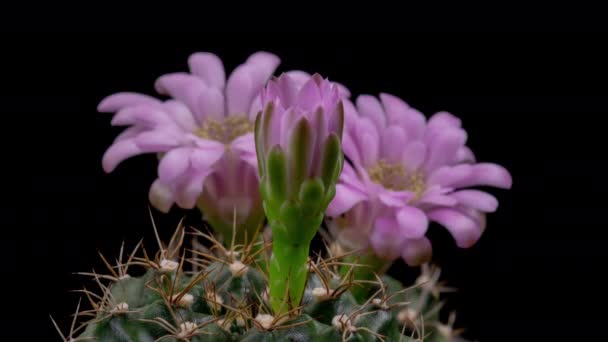 Růžová Barevný Květ Timelapse Kvetoucího Kaktusu Otevírání Rychlý Pohyb Čas — Stock video