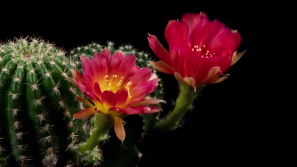 Flor Colorida Vermelha Timelapse Blooming Cactus Opening Fast Motion Time — Vídeo de Stock