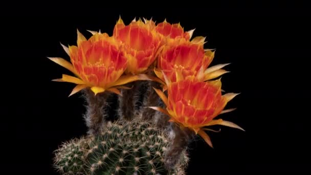 Fiore Colorato Giallo Arancio Timelapse Blooming Cactus Opening Fast Motion — Video Stock