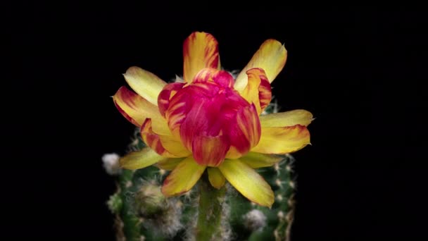 Geel Rood Kleurrijke Bloem Timelapse Van Bloeiende Cactus Opening Fast — Stockvideo