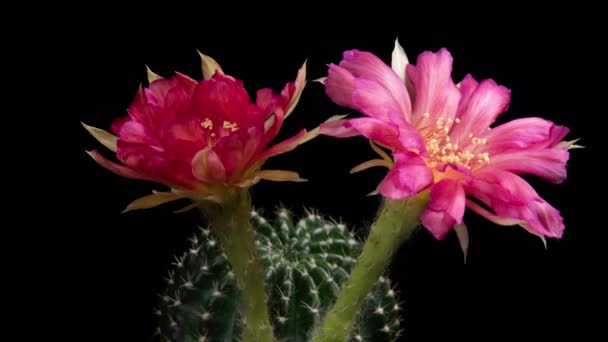 Timelapse Flores Color Rosa Cactus Flor Apertura Lapso Tiempo Movimiento — Vídeos de Stock