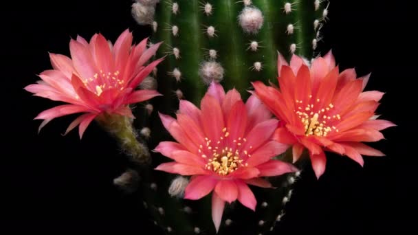 Růžová Barevný Květ Timelapse Kvetoucího Kaktusu Otevírání Rychlý Pohyb Čas — Stock video