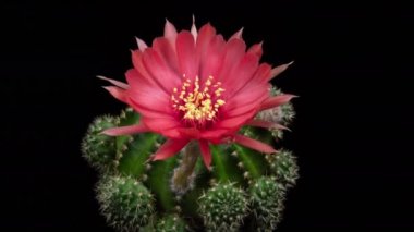 Blooming Cactus 'un Pembe Renkli Çiçek Zaman Açılma Kaktüsü Açma / 4k hızlı hareket zamanı hızla geçen kaktüs çiçeği / Kaktüs çiçeklerinin açtığını gösteren video zaman laboratuvar teknikleri kullanılarak filme alınmıştır.