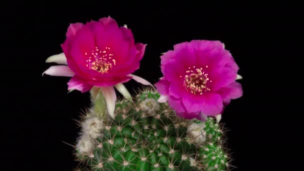 Pink Colorful Flower Timelapse Blooming Cactus Opening Fast Motion Time — стоковое видео