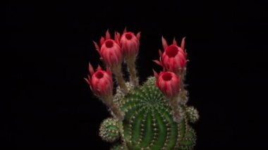 Blooming Cactus 'un Pembe Renkli Çiçek Zaman Açılma Kaktüsü Açma / 4k hızlı hareket zamanı hızla geçen kaktüs çiçeği / Kaktüs çiçeklerinin açtığını gösteren video zaman laboratuvar teknikleri kullanılarak filme alınmıştır.