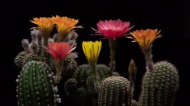 Blooming Cactus 'un Lobivia Renkli Çiçeği Kaktüs Açma / 4k hızlı hareket sürati hızla geçen kaktüs çiçeği / Kaktüs çiçeklerinin çiçek açtığını gösteren video zaman laboratuvar teknikleri kullanılarak filme alınmıştır.
