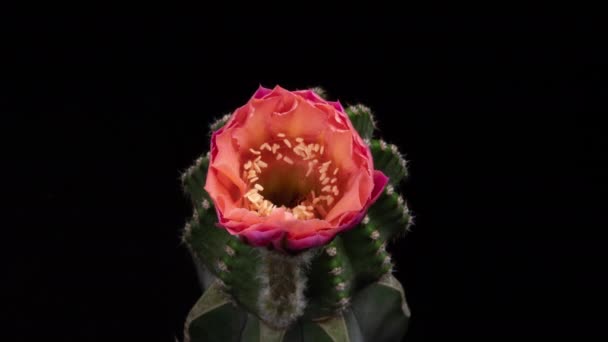 Pink Colorful Flower Timelapse Blooming Cactus Opening Fast Motion Time — Stock Video