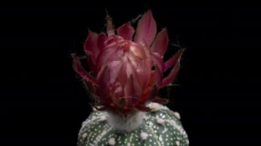 Blooming Cactus 'un Pembe Renkli Çiçek Zaman Açılma Kaktüsü Açma / 4k hızlı hareket zamanı hızla geçen kaktüs çiçeği / Kaktüs çiçeklerinin açtığını gösteren video zaman laboratuvar teknikleri kullanılarak filme alınmıştır.