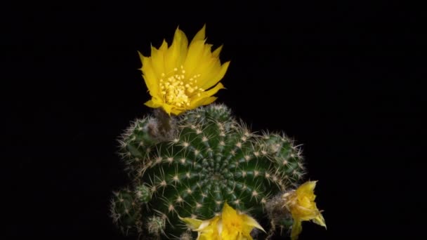 Timelapse Amarillo Flor Colorida Abertura Del Cactus Que Florece Lapso — Vídeos de Stock