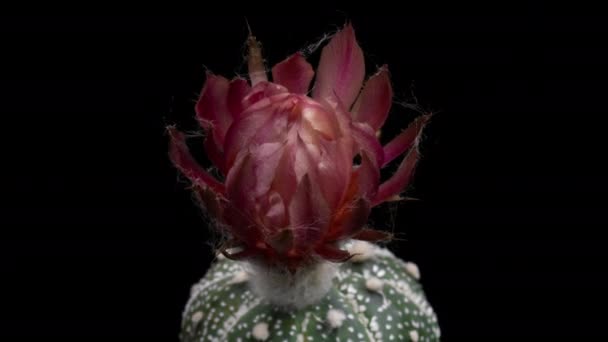 Flor Colorida Rosa Timelapse Blooming Cactus Abertura Fast Motion Time — Vídeo de Stock