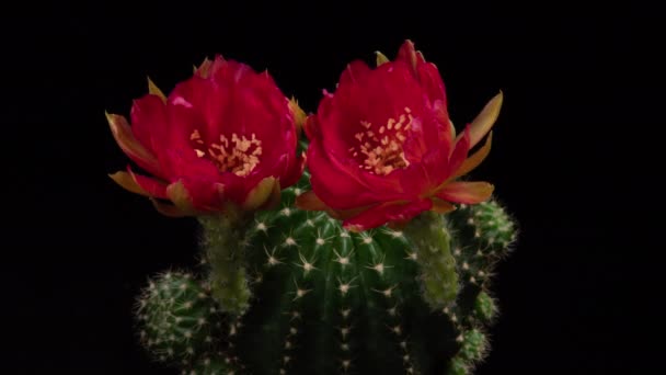 Rode Kleurrijke Bloem Timelapse Van Bloeiende Cactus Opening Fast Motion — Stockvideo