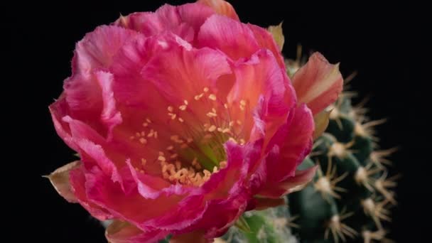 Ροζ Πολύχρωμο Λουλούδι Timelapse Των Ανθισμένων Κάκτων Άνοιγμα Γρήγορη Κίνηση — Αρχείο Βίντεο